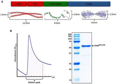 Electron Microscopy Structural Insights into CPAP Oligomeric Behavior: A Plausible Assembly Process of a Supramolecular Scaffold of the Centrosome